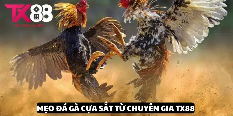 Chia sẻ mẹo đá gà cựa sắt đỉnh cao từ chuyên gia TX88
